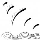 syrinx image 1